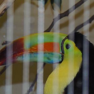 Bird House- Keel-Billed Toucan