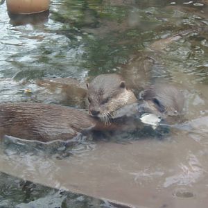 Asia Trail- Swimming Otters
