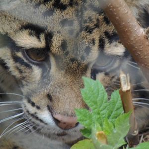 Asia Trail- Clouded Leopard