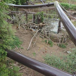 Asia Trail- Fishing Cat Exhibit