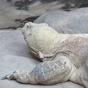 Tropics Trail Komodo Dragon