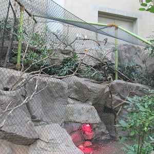 Tropics Trail Bali Mynah Exhibit