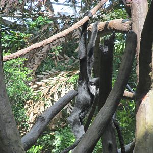 Tropics Trail White-cheeked Gibbon