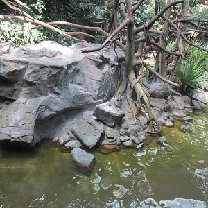 Tropics Trail White-cheeked Gibbon Island