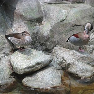 Tropics Trail Island Ringed Teals