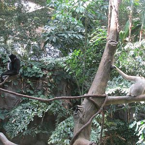 Tropics Trail White-cheeked Gibbon