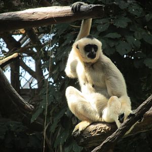 Tropics Trail White-cheeked Gibbon