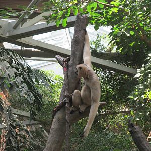 Tropics Trail White-cheeked Gibbon
