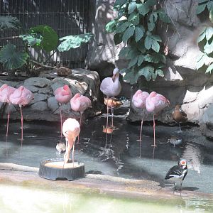 Tropics Trail Flamingo