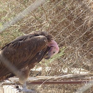 Lappet-faced vulture 23.4.13
