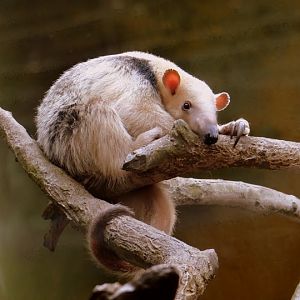 Tamandua tetradactyla