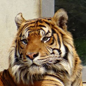Panthera tigris sumatrae