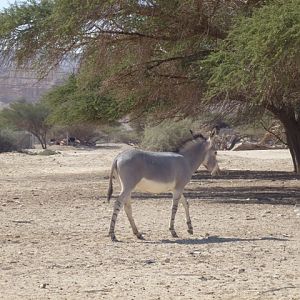 Somali wild ass 23.4.13