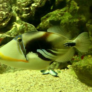 Rhinecanthus acuelatus