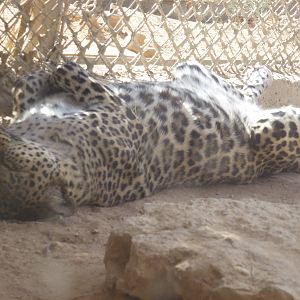 Leopard - Panthera pardus 23.4.13
