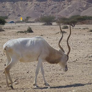 Addax 23.4.13