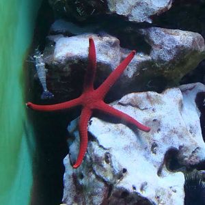 Echinaster sepotiposus