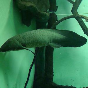 Neoceratodus forsteri