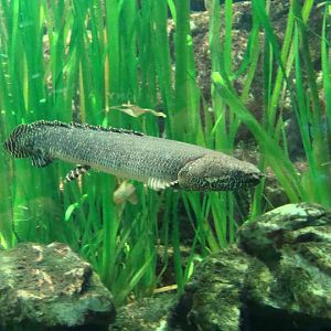 Polypterus ornatipinnis