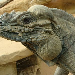 Cyclura nubila