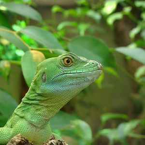 Basiliscus plumifrons