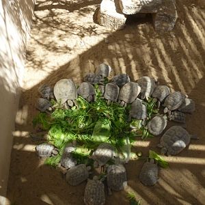 Testudo graeca 25.4.13