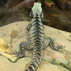 Physignathus lesueurii