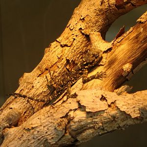 Stellio picea - specimen given birth in April