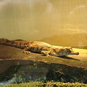 Crocodylus johnsoni