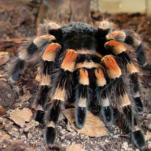 Brachypelma smithi