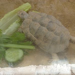 Testudo werneri 25.4.13