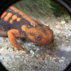 Tylototriton shanjing