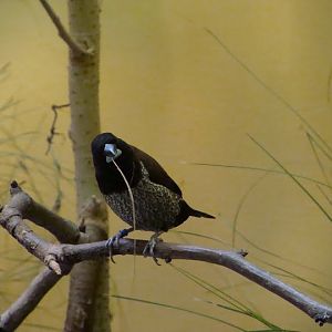 Lonchura striata f.domestica