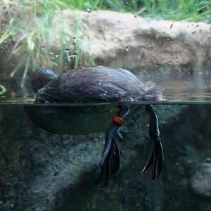 Tachybaptus ruficollis