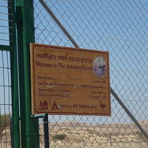 Arava Antelope Farm 23.4.13