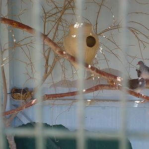 Diamond doves 23.4.13