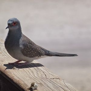 Diamond dove 23.4.13