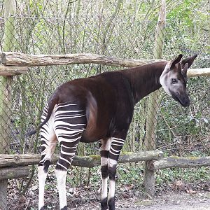 Okapi (Okapia johnstoni)