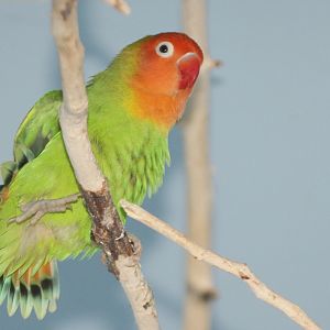 Lilians Lovebird (Agapornis lilianae)