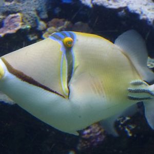 Eilat Underwater Observatory Marine Park 24.4.13