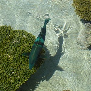 Eilat Underwater Observatory Marine Park 24.4.13