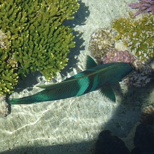 Eilat Underwater Observatory Marine Park 24.4.13