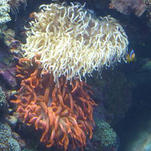 Eilat Underwater Observatory Marine Park 24.4.13