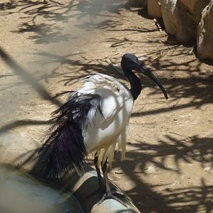 Sacred Ibis 25.4.13