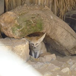 Fennec fox 25.4.13