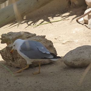 Caspian Gull 25.4.13