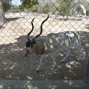 Addax 25.4.13