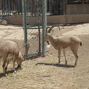Nubian ibex 25.4.13
