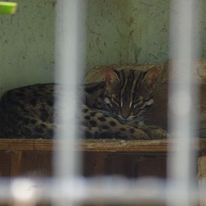 Leopard cat 25.4.13