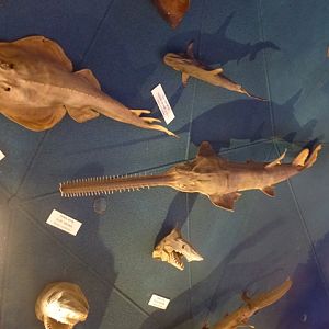 Eilat Underwater Observatory Marine Park 24.4.13